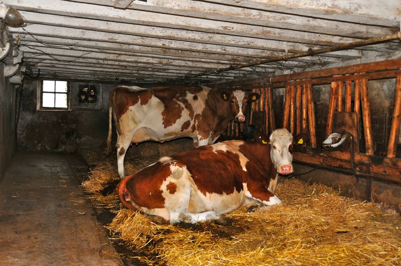 Preparation for Africa in Geneva, Switzerland